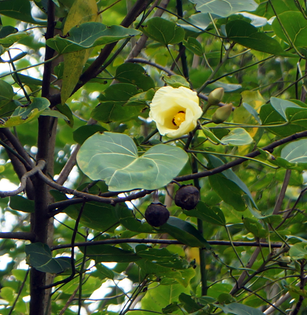 Wrong Flower Image