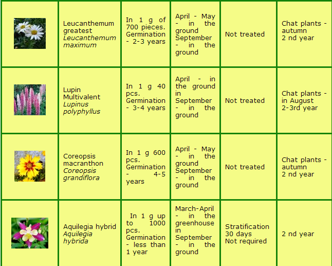 PERENNIAL FLOWERS FROM SEED Unseen Pictures 4 You