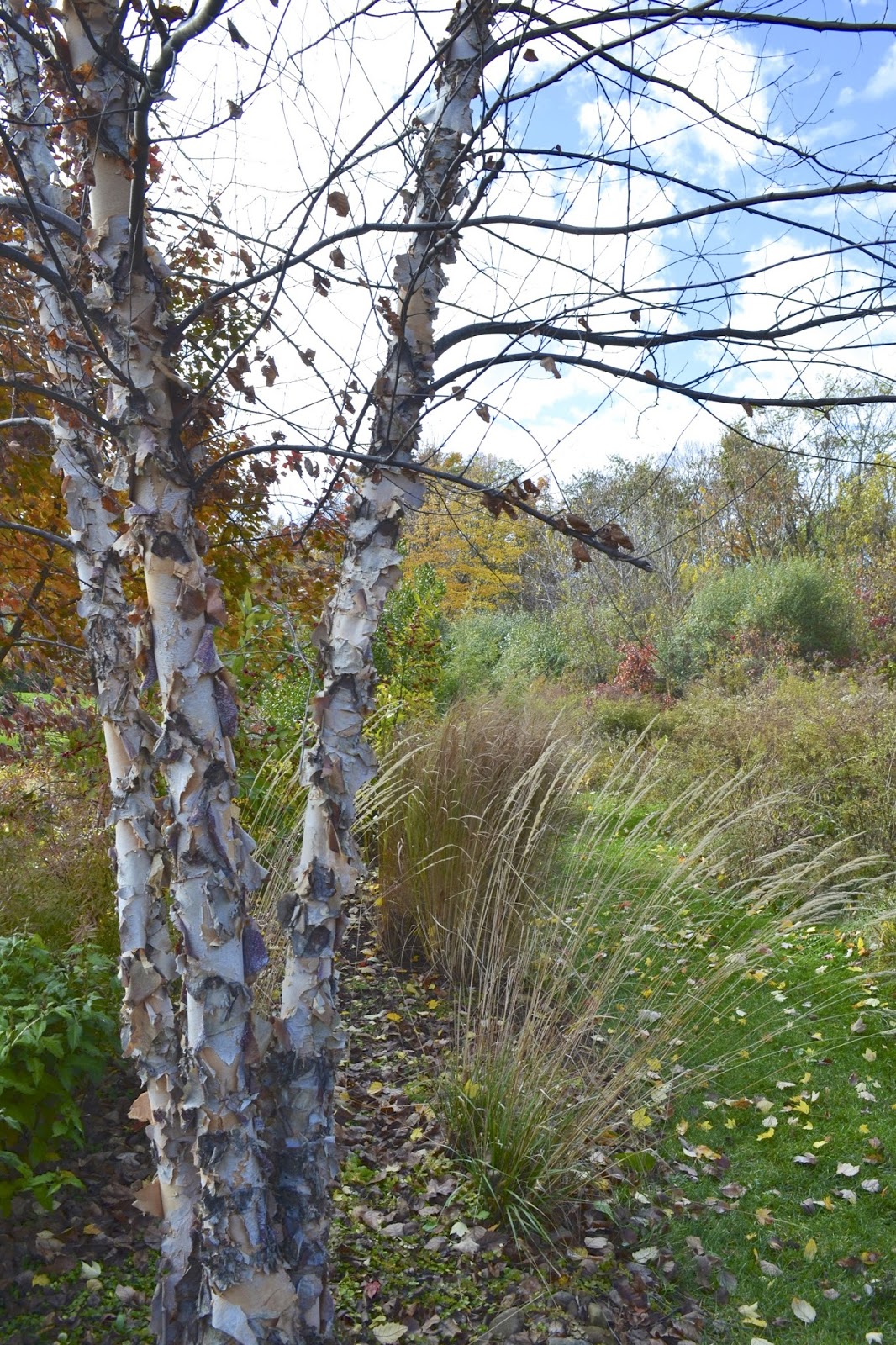 Plant Inventory Betula nigra / River Birch