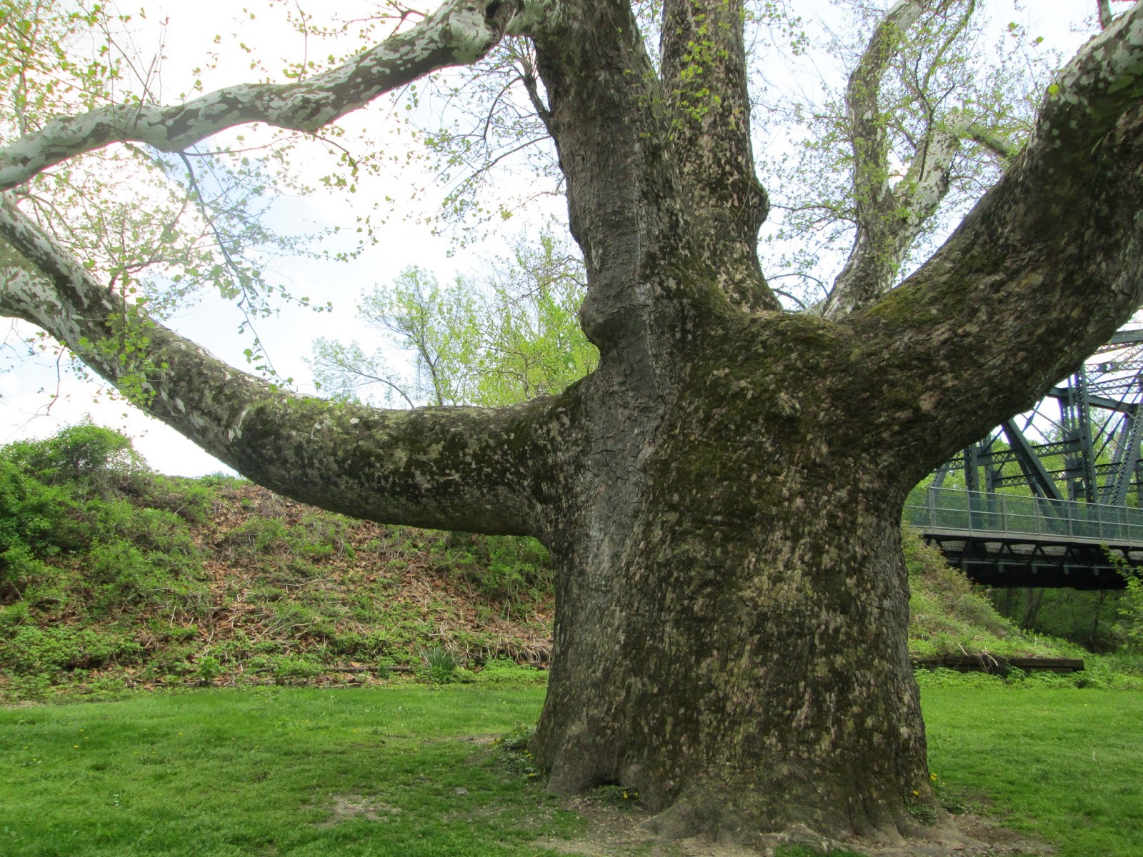 History & Pearls Farmington, CT