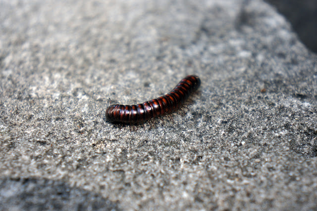 Close up image of a black and red centipede