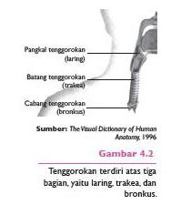 Batman Sistem Pernapasan Pada Manusia