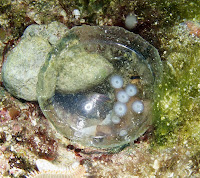 Octopus beneath a bit of glass garbage