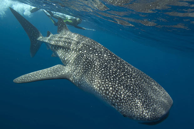 gambar ikan paus terbesar di dunia - gambar paus