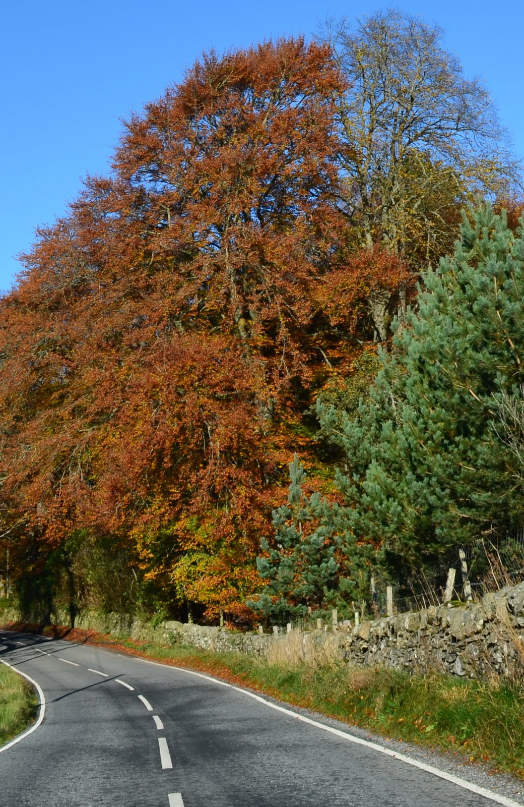 Tour Scotland Photographs Tour Scotland Autumn Photographs Trees