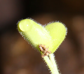 Pelargonium seeding