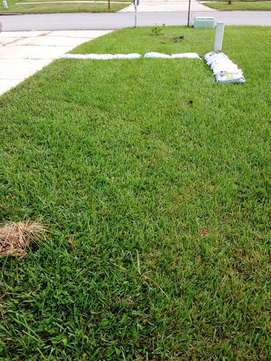The Rainforest Garden: New Priorities for a New Dad's Garden