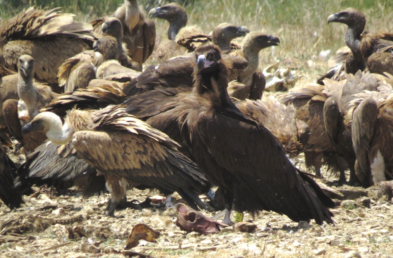 Buitre negro (Aegypius monachus) hembra ABELLA Comedero de Colls/Puente de Montañana (Huesca); 04.06.15 PVC amarilla usada en el programa de reintroducción pirenaico Fotografía: Juan Carlos Albero