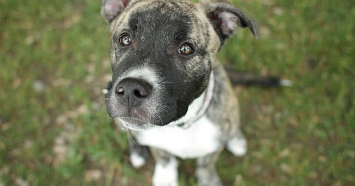 cane corso mix with husky