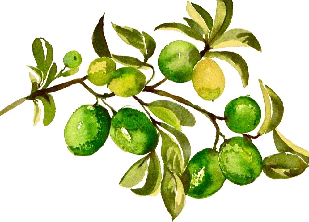 another LOOK Lime Branches watercolor fruit by Gretchen Kelly