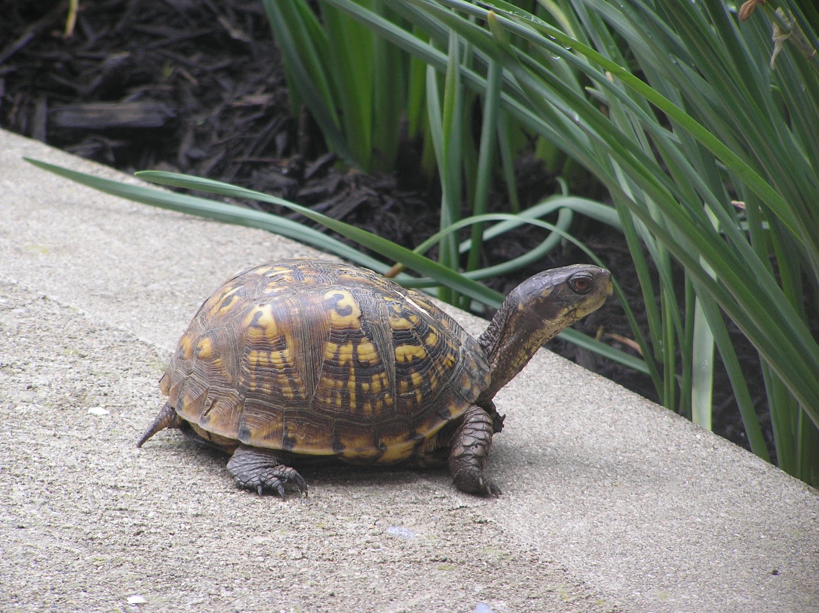 Splendid Little Stars tiny turtle