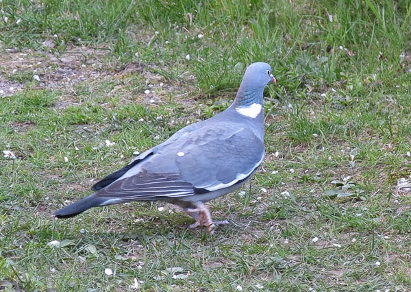 skogsduva skogsduva