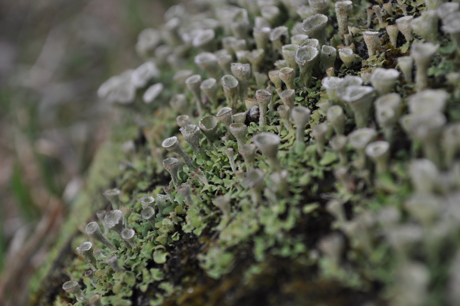 Artsy Nature Pictures