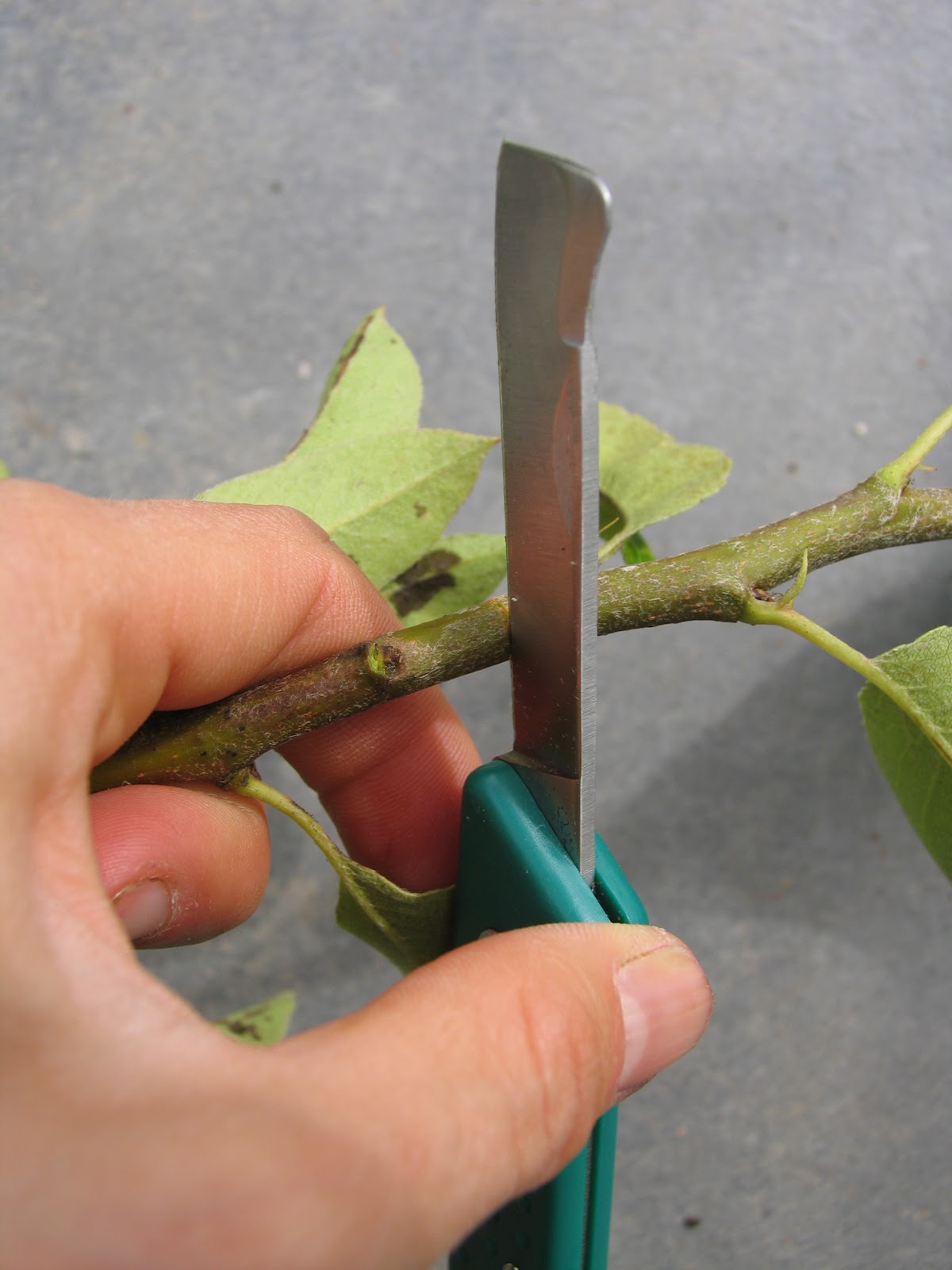 Shield Budding Fruit Trees (epic post) The Impulsive Gardener
