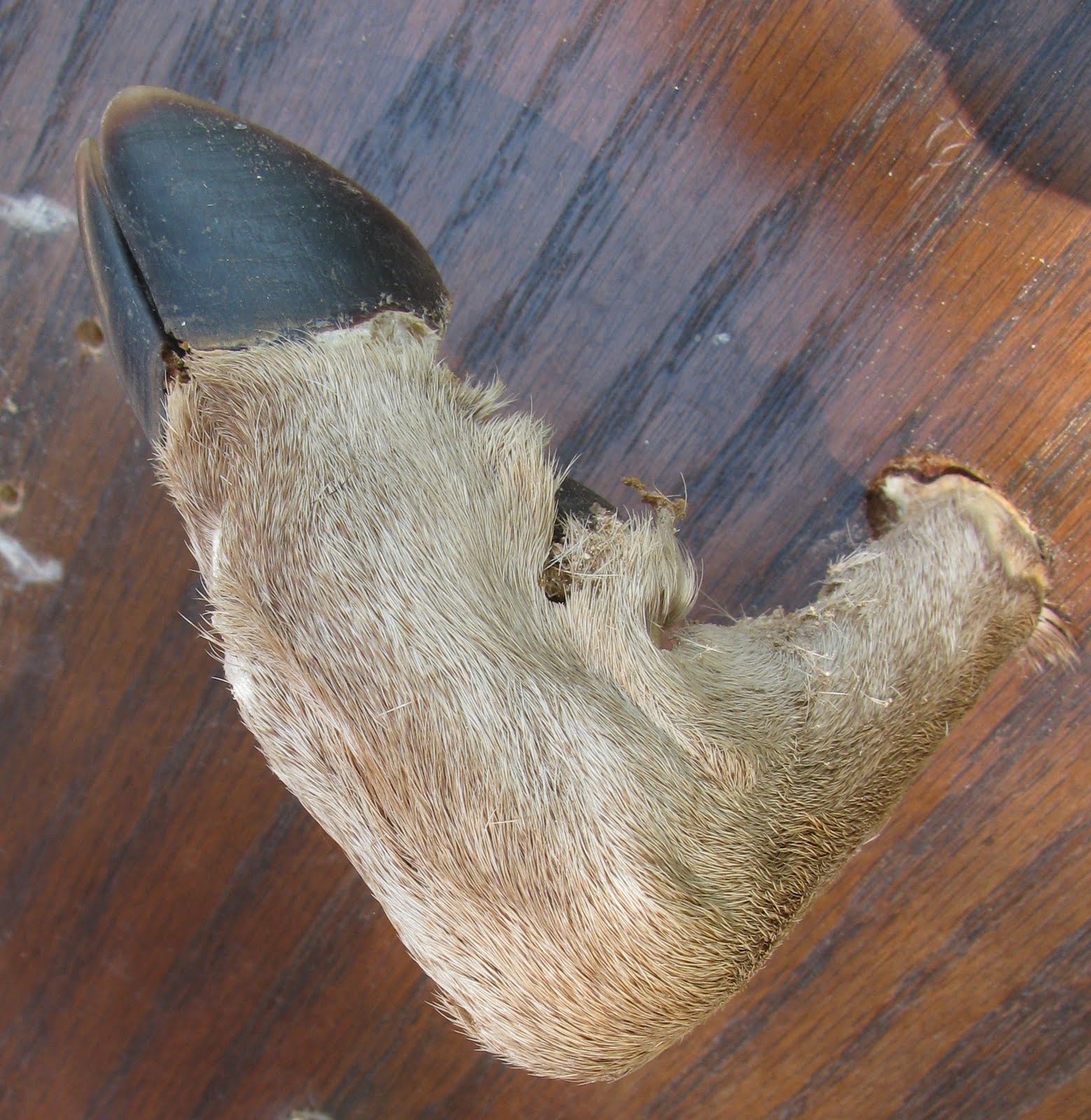 Estate Sale Services 409.750.3688 Roland Dressler Vintage Deer feet