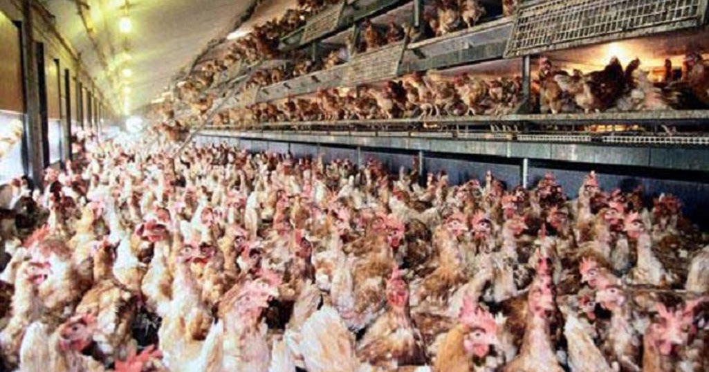 FDA Finally Admits Chicken Meat Contains CancerCausing Arsenic The Discover Reality