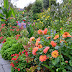 Noel's Garden Blog: The joys of spring