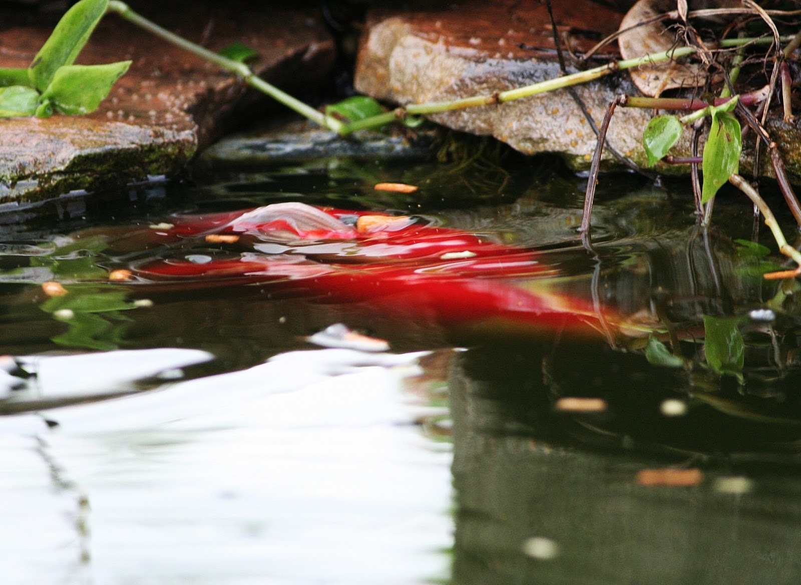 Gardening With Nature The goldfish are spawning it must be spring!