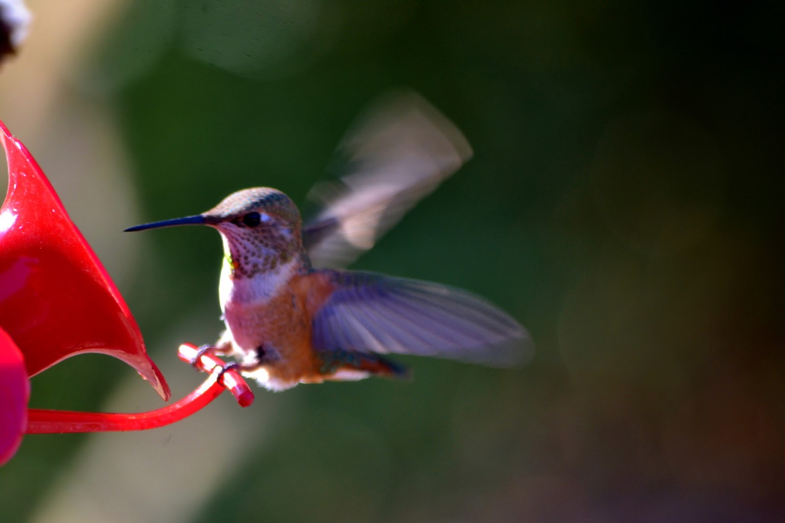 goodtimesrollin Dragonflies and Hummingbirds
