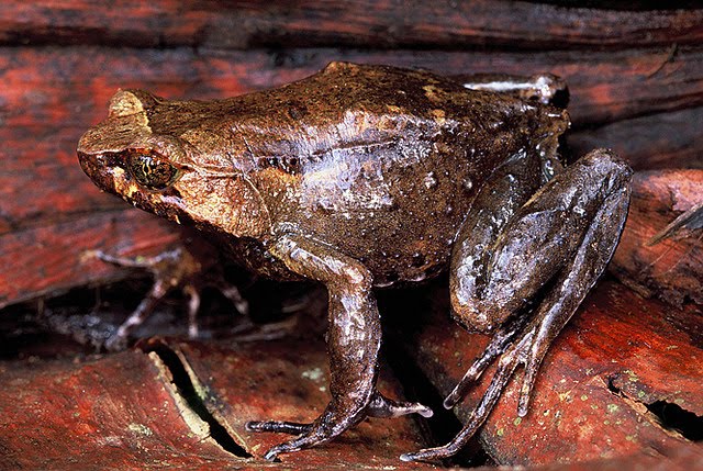 Species New to Science [Herpetology • 2005] Xenophrys (Megophrys