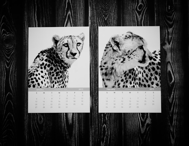 Cheetah Calendar 2013 cheetah calendar