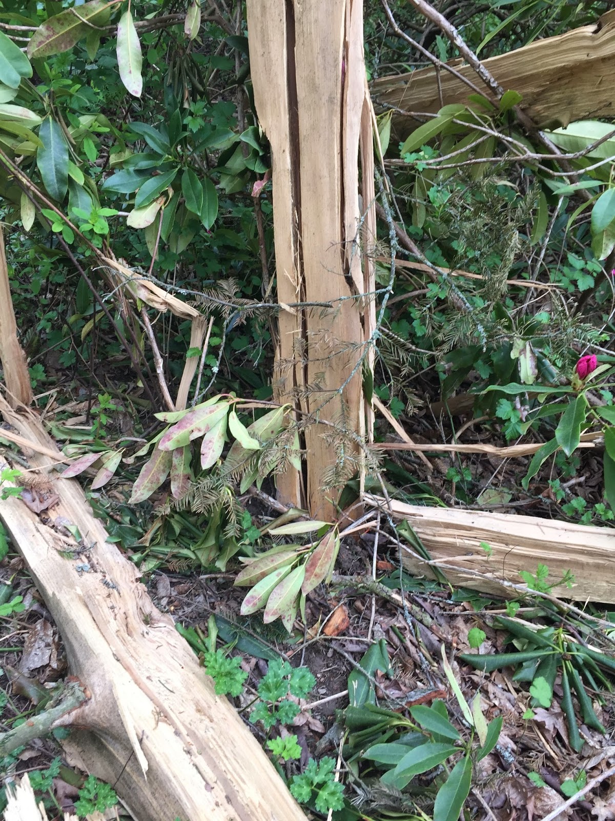 Cliff Mass Weather and Climate Blog Exploding Trees and Lightning