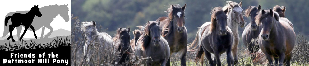 Friends of the Dartmoor Hill Pony