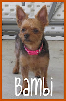 :: Bambi Marie ::