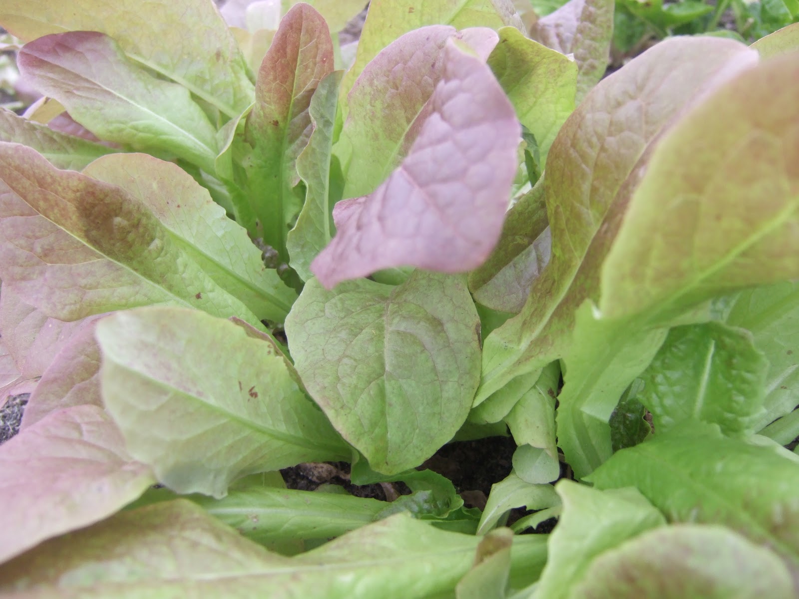 foodfarmhealth Around the Yard Cold Hardy Greens