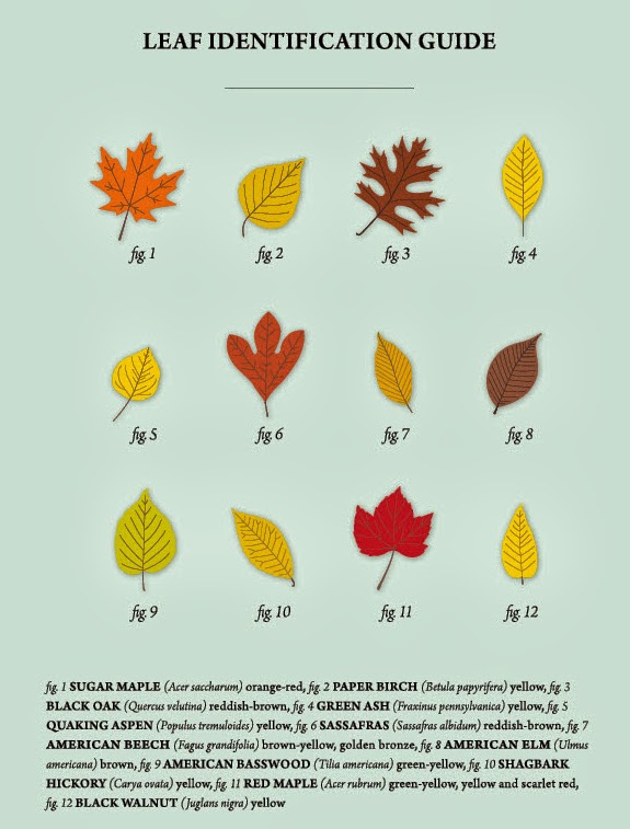identifying trees by their leaves identifying trees by their leaves