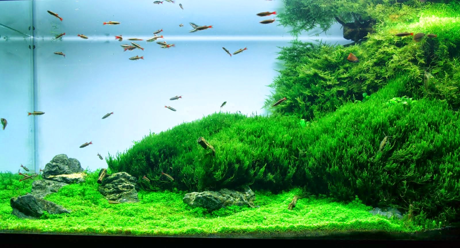 Aquascape Design Flame Moss Taxiphyllum sp