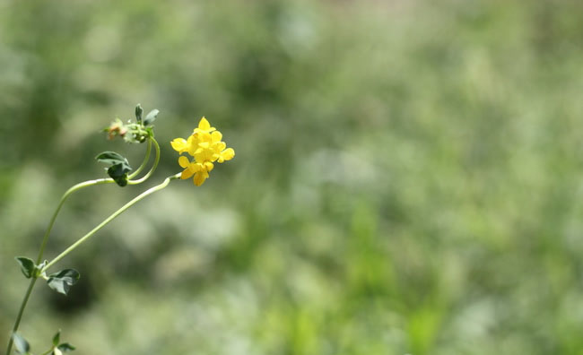 Birds-Foot Trefoil Flowers Birds-Foot Trefoil Flowers