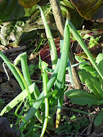 Tree onion Tree onion