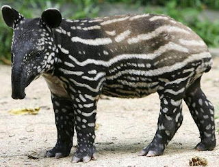 brazilian tapir