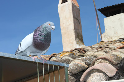 Valenciano kroppers