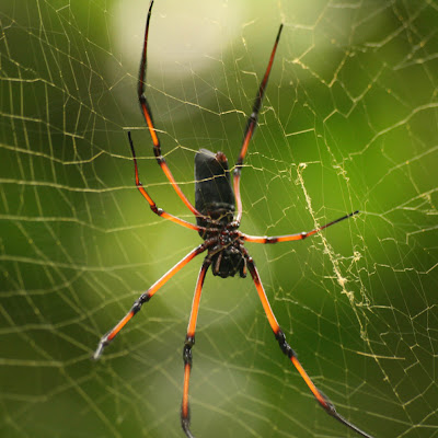 gambar laba-laba, spider wallpaper