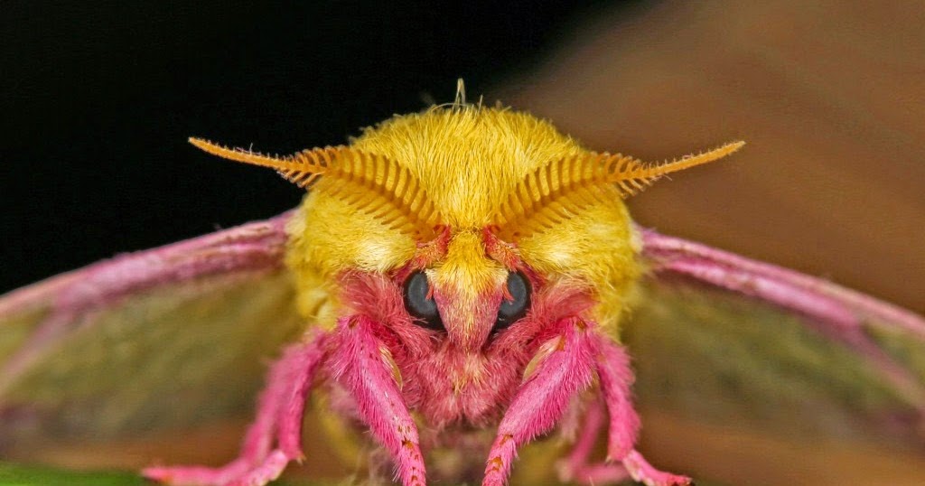 Adorable rosy maple moth I took a photo of based on the post in  r/mildlyinteresting