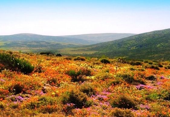 Namaqualand, Lautan Bunga Di Padang Gersang Afrika [ www.BlogApaAja.com ]