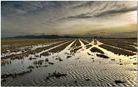 l'albuFera