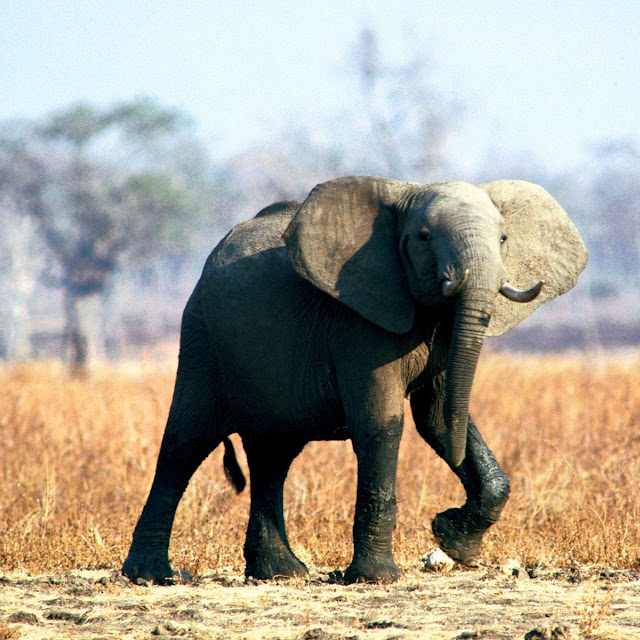 gambar gajah
