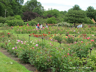 Maplewood Rose Garden, Rochester NY