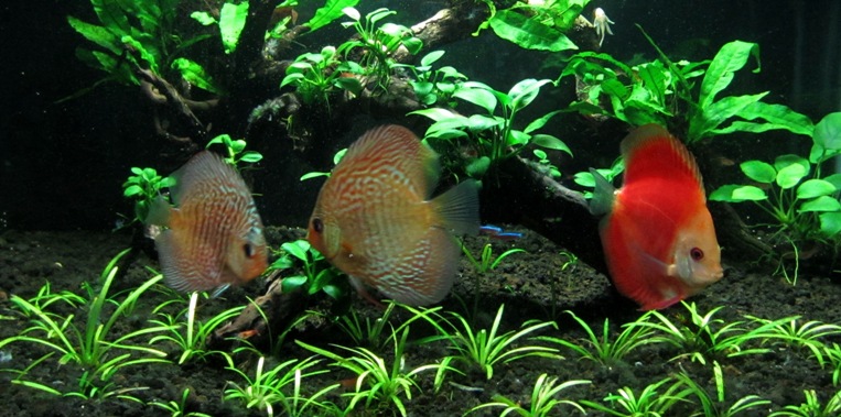 Aquascape Design Memelihara Ikan Discus Dalam Aquascaping Air Tawar