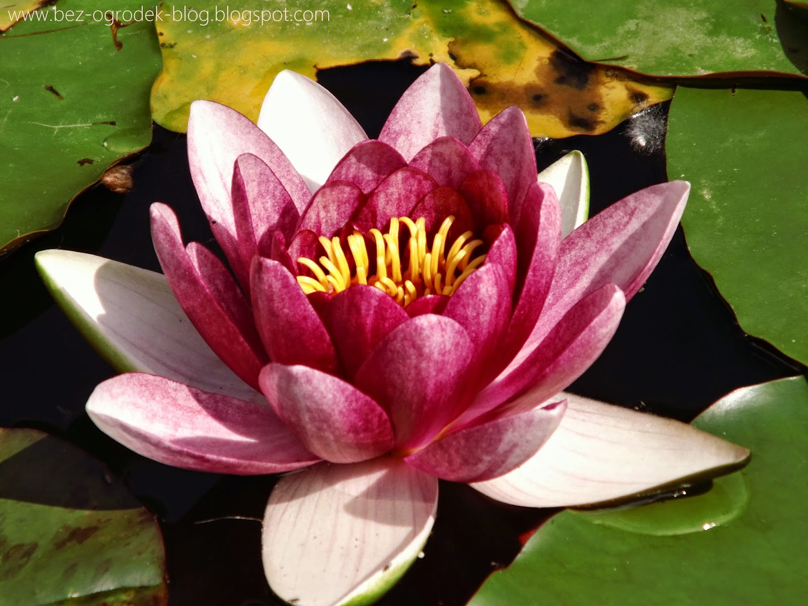 water lily flowers in the color of the year