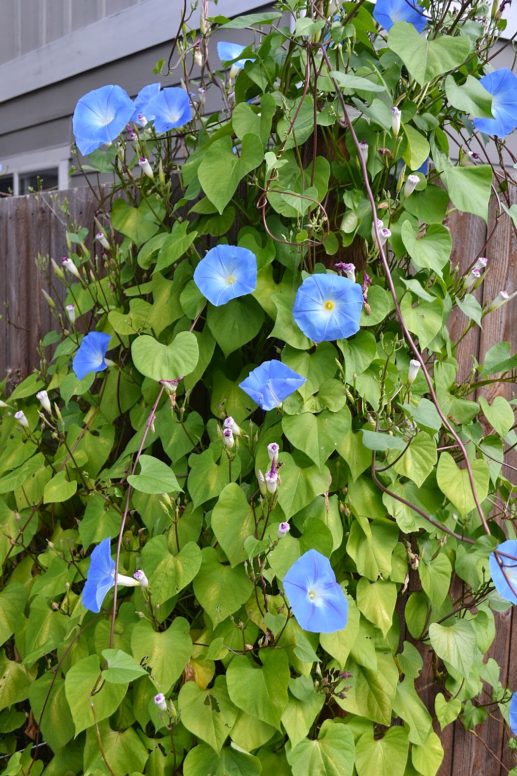 Dappled Willow Tree Old House And New House