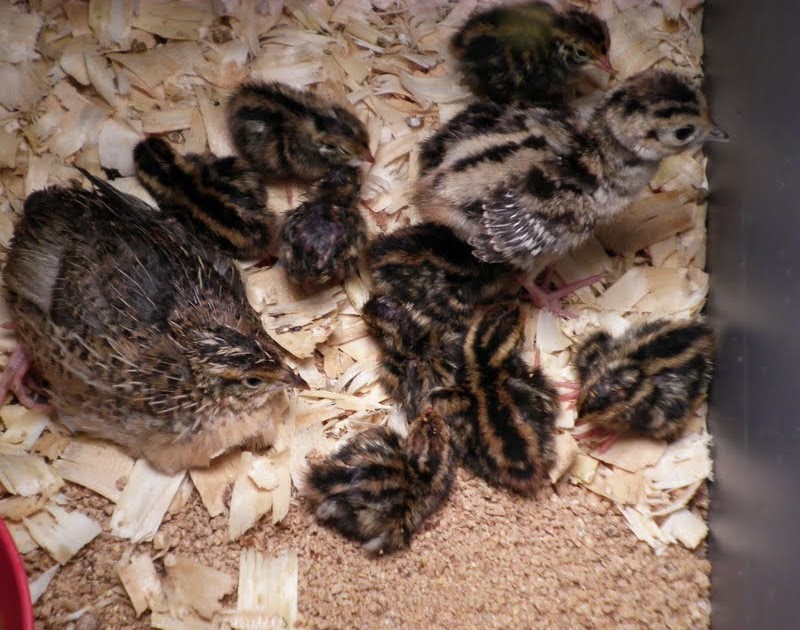 Simply Self Sufficiency A Dozen Baby Quail