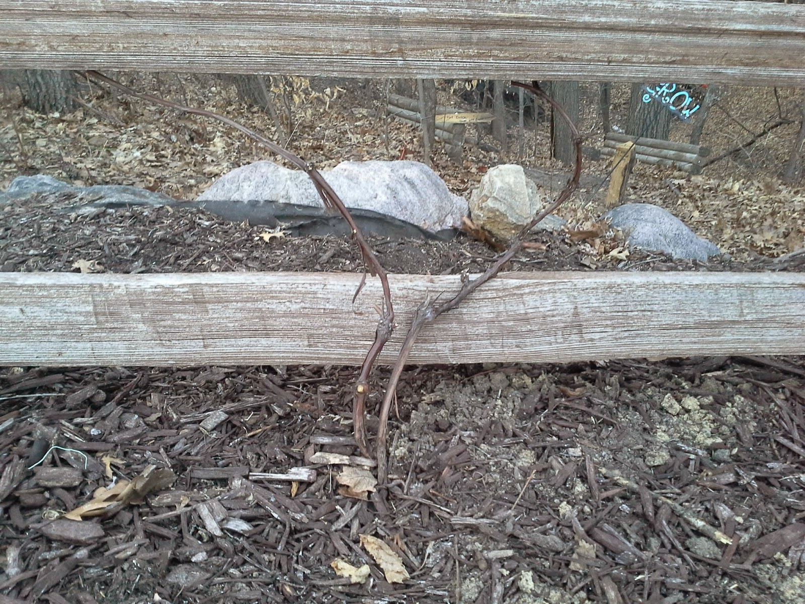 Pruning Niagra Grapes in Espalier Form The Suburban Jungle