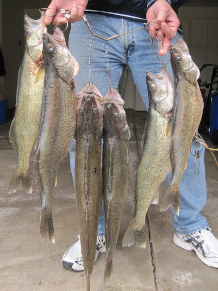 2011 Maumee River Walleye Run