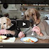 Παρέα 2 σκύλων γευματίζει σε εστιατόριο! Ξεκαρδιστικό βίντεο...