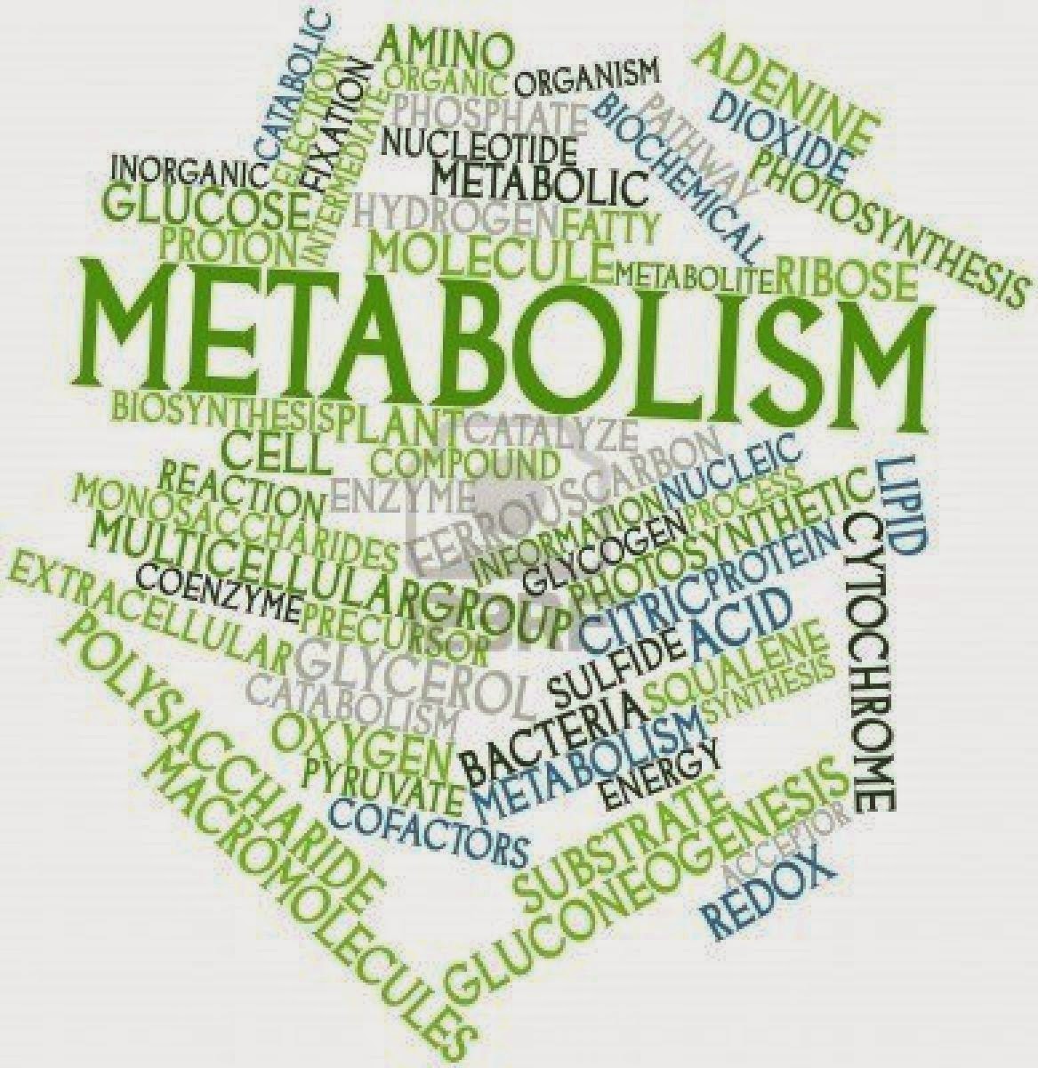Speeding Up Your Metabolism The Heart Smart Gourmet
