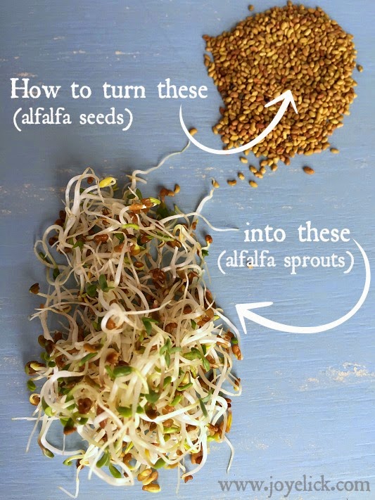 How to GROW SPROUTS at home A yearround food source that's fast and